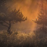Nebelstimmung im Darßwald